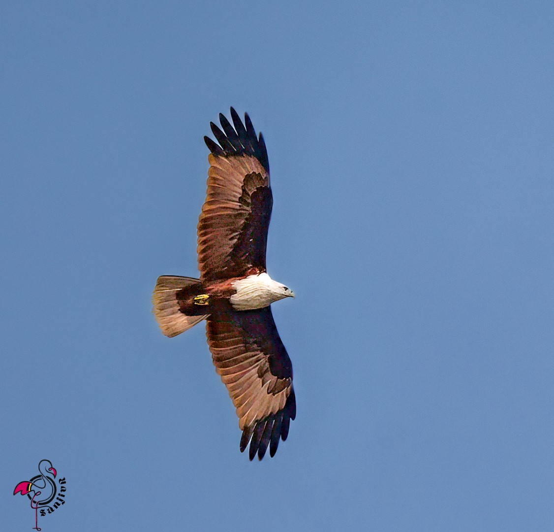 Brahminy Kite - ML646502463