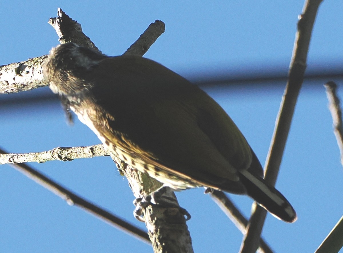 Speckled Piculet - ML646502464