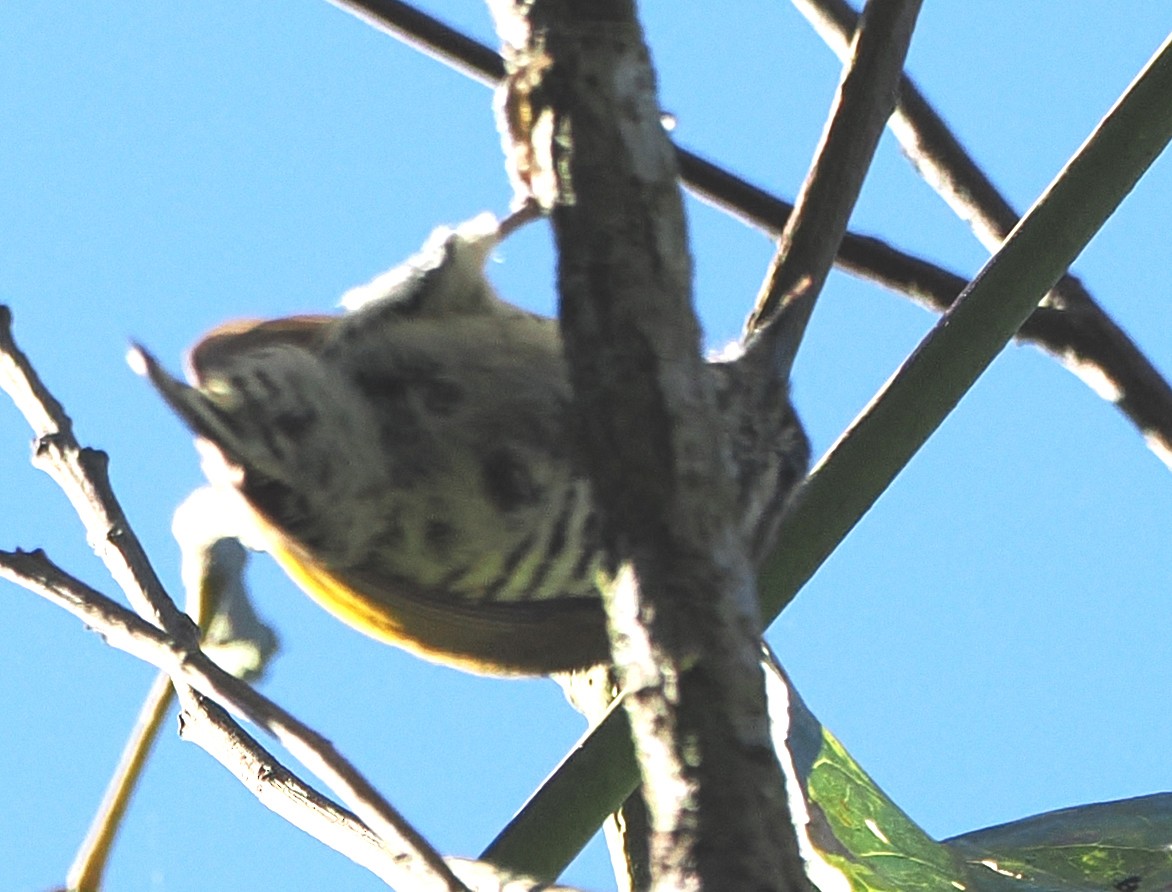 Speckled Piculet - ML646502465