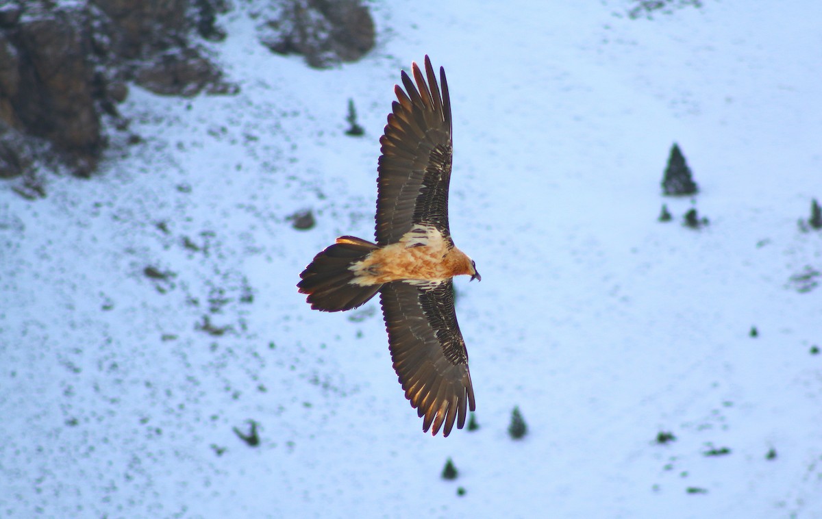 Bearded Vulture - ML646502466