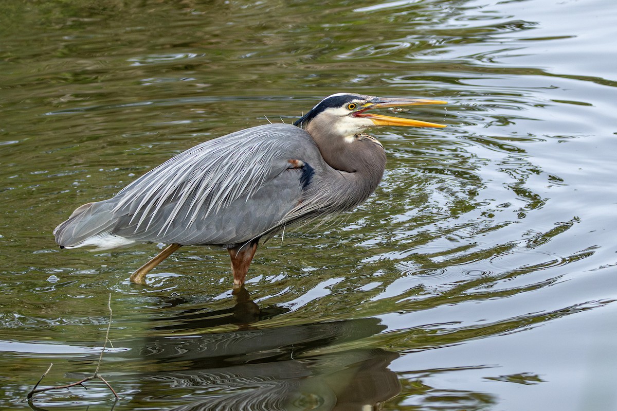 volavka velká - ML646502468