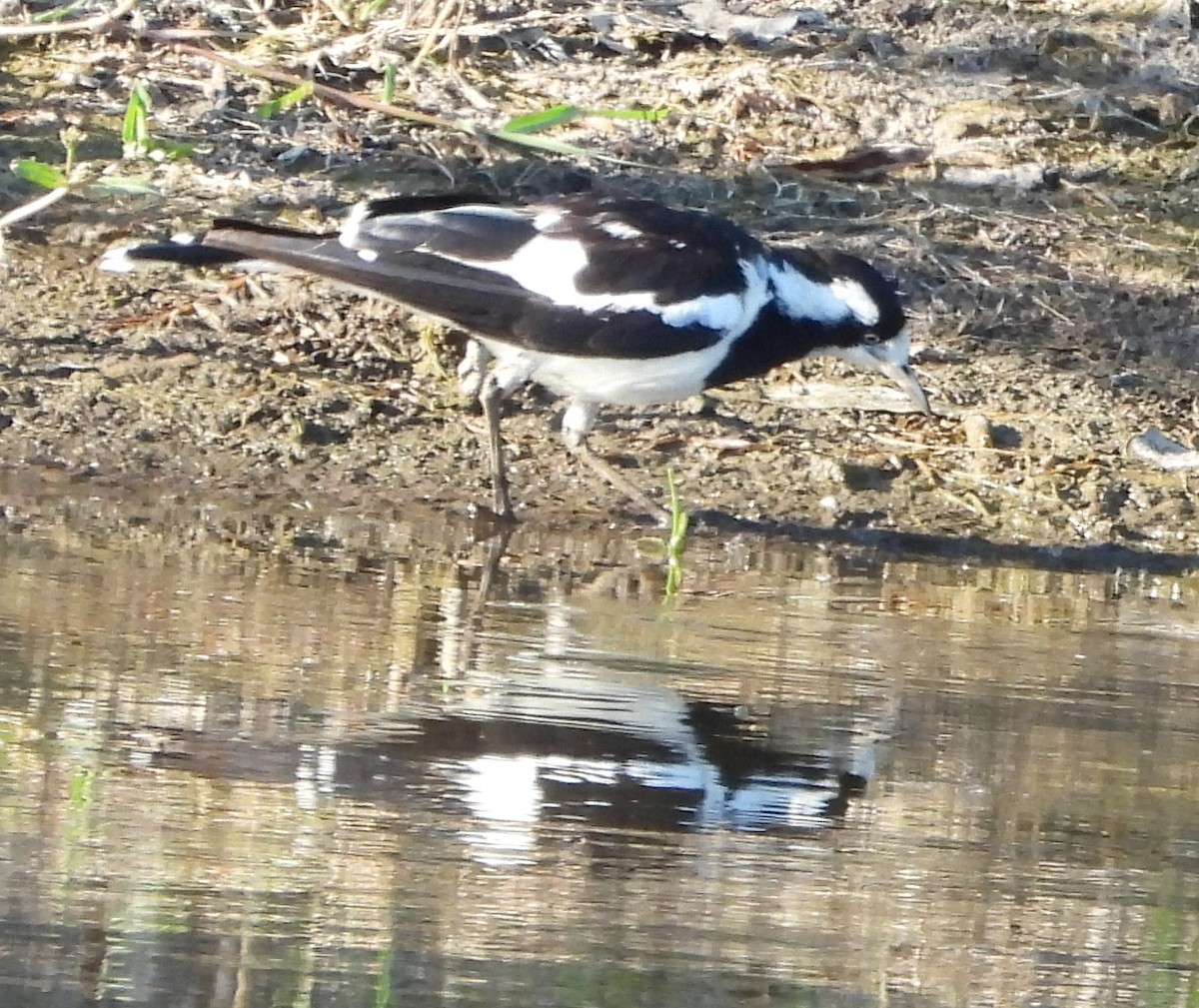 Magpie-lark - ML646502469