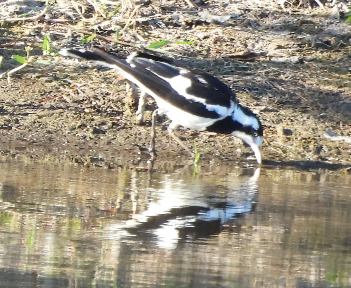 Magpie-lark - ML646502470