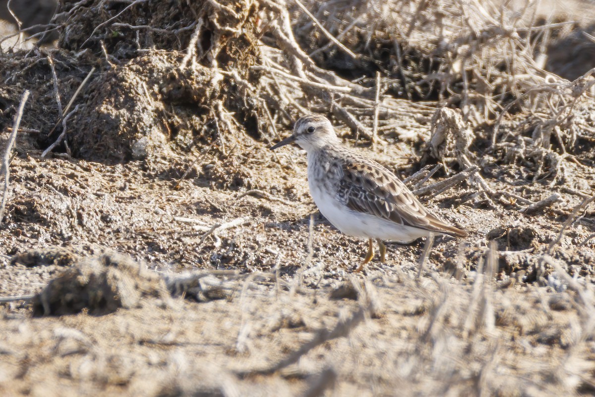 Long-toed Stint - ML646502472