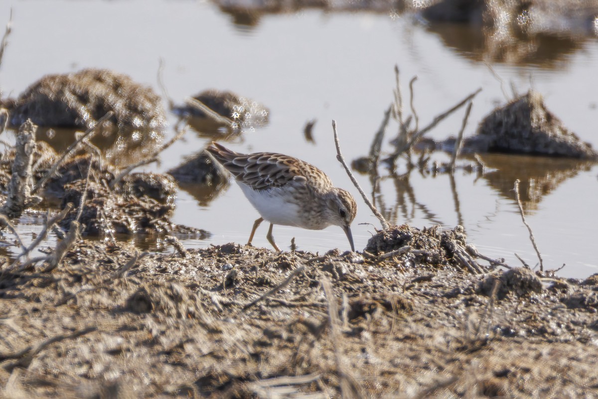 Long-toed Stint - ML646502473