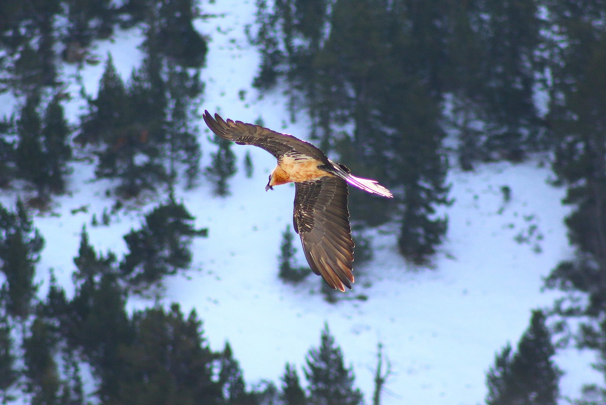 Bearded Vulture - ML646502474