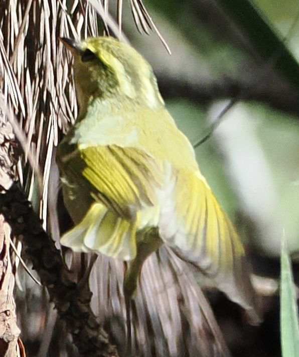 Kloss's Leaf Warbler - ML646502475