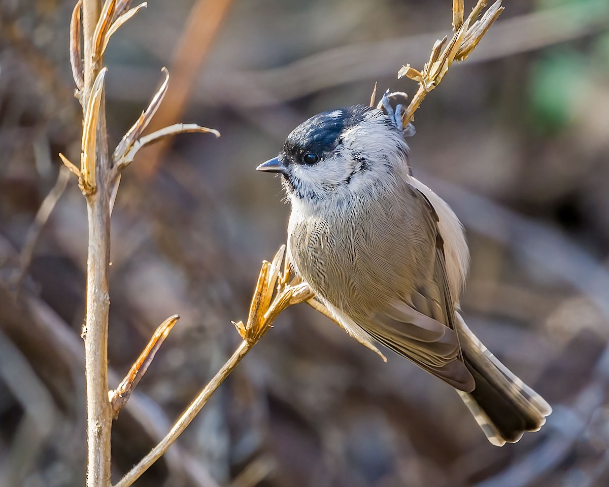 Marsh Tit - ML646502478
