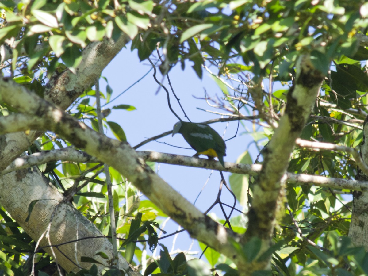 Gray-headed Fruit-Dove - ML646502479