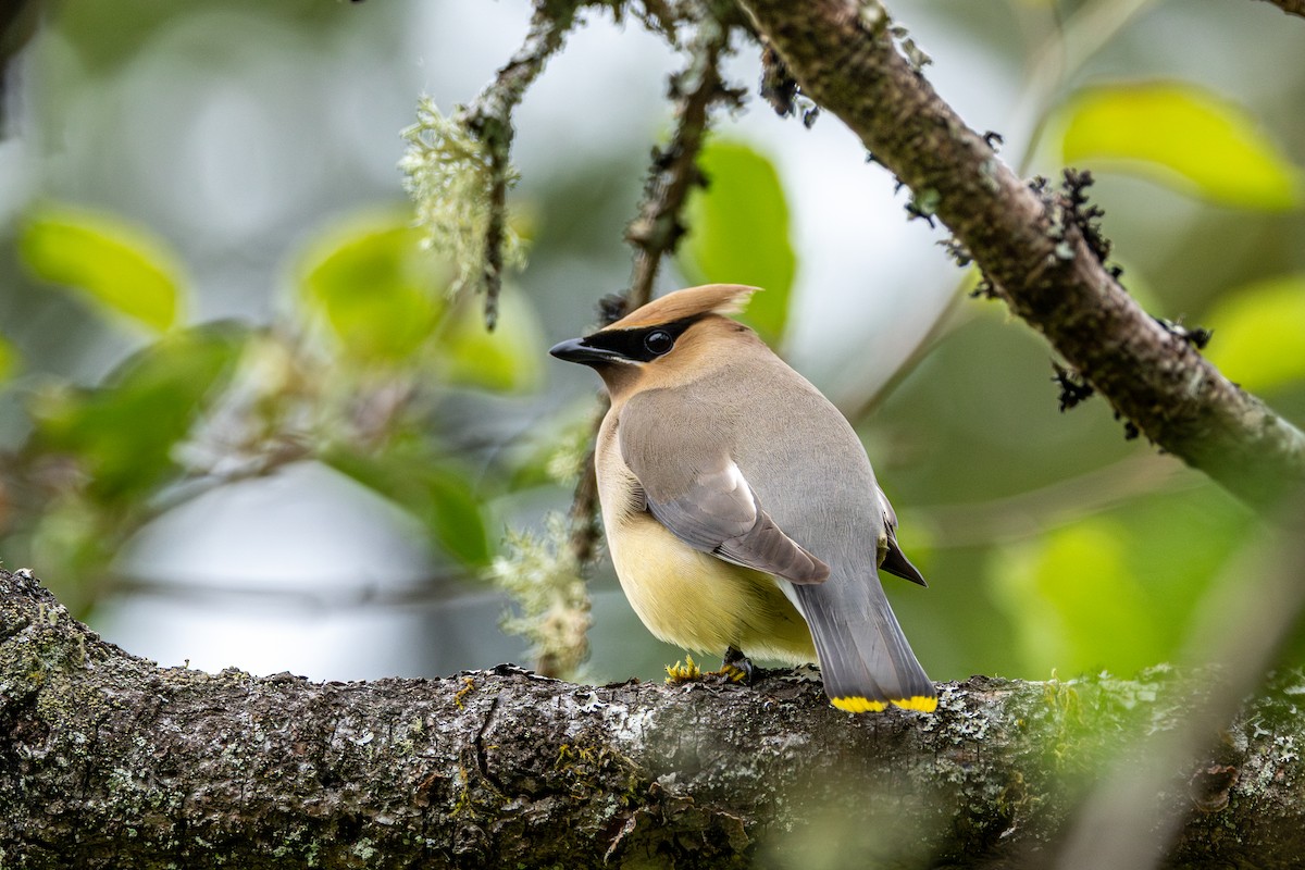 Cedar Waxwing - ML646502480