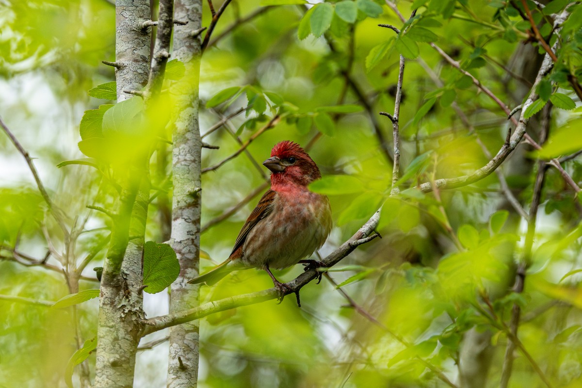Purple Finch - ML646502481