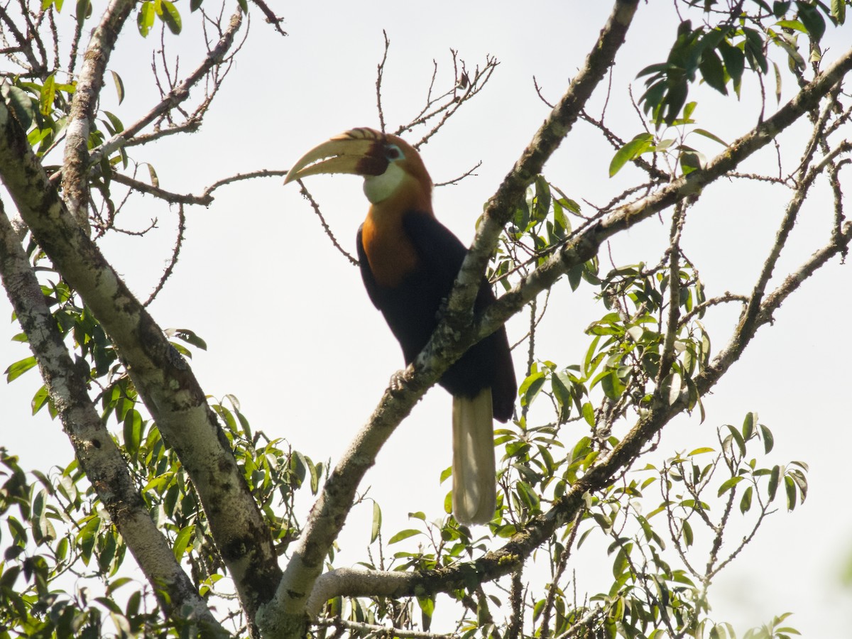 Blyth's Hornbill - ML646502483