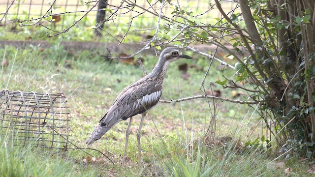 Bush Thick-knee - ML646502484