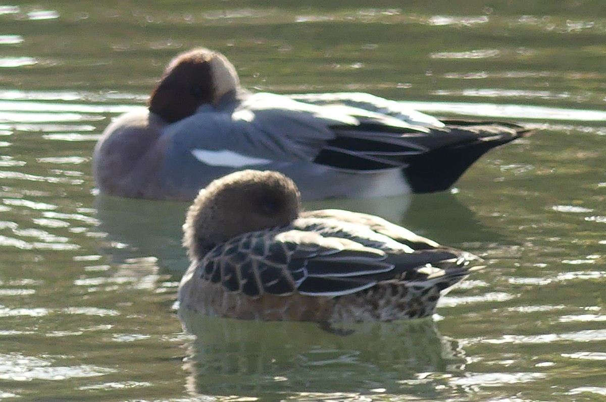 Eurasian Wigeon - ML646502485