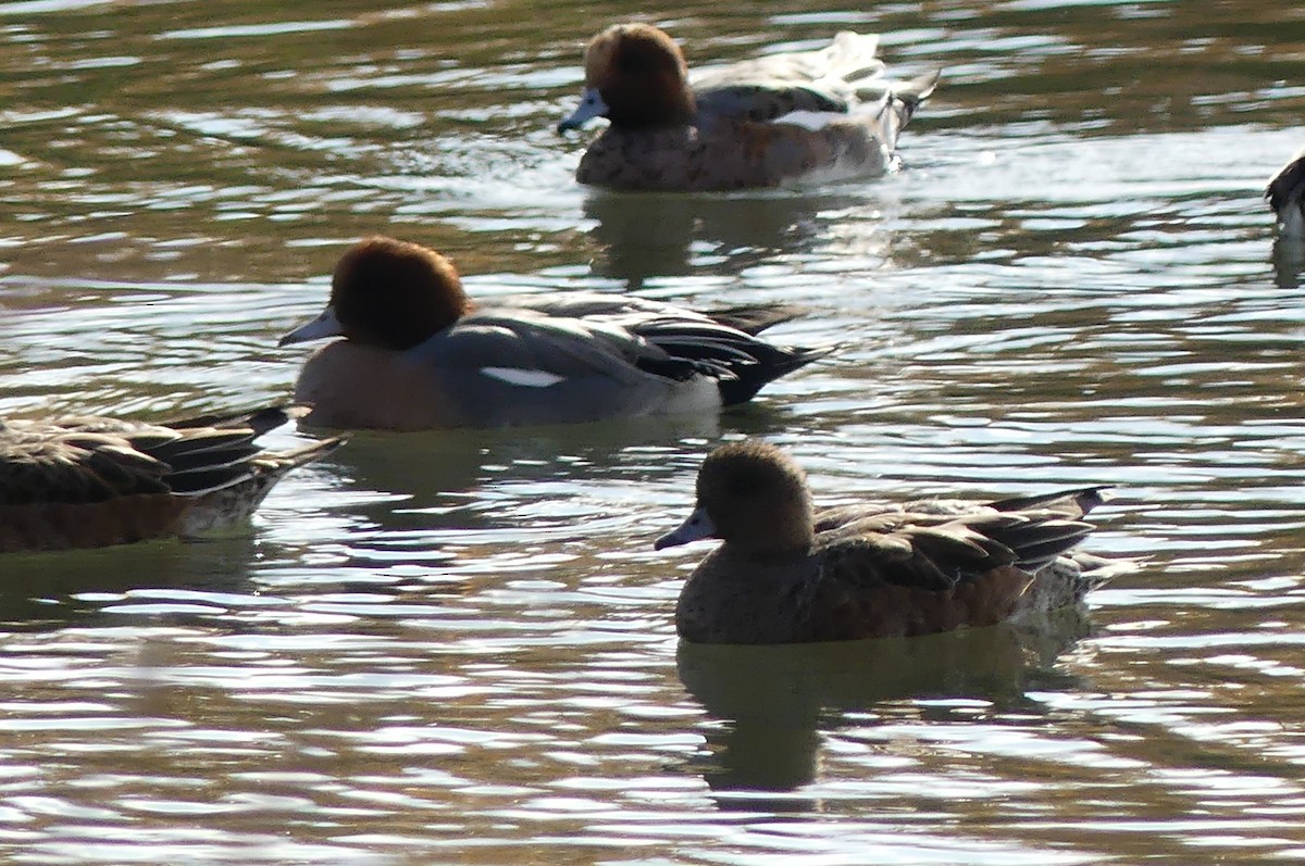 Eurasian Wigeon - ML646502486