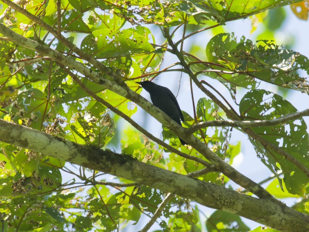 North Moluccan Cicadabird - ML646502487