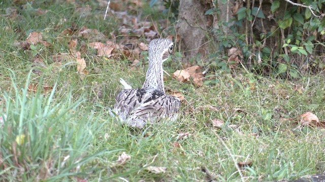 Bush Thick-knee - ML646502488