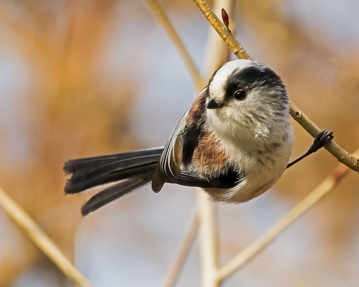Long-tailed Tit - ML646502489