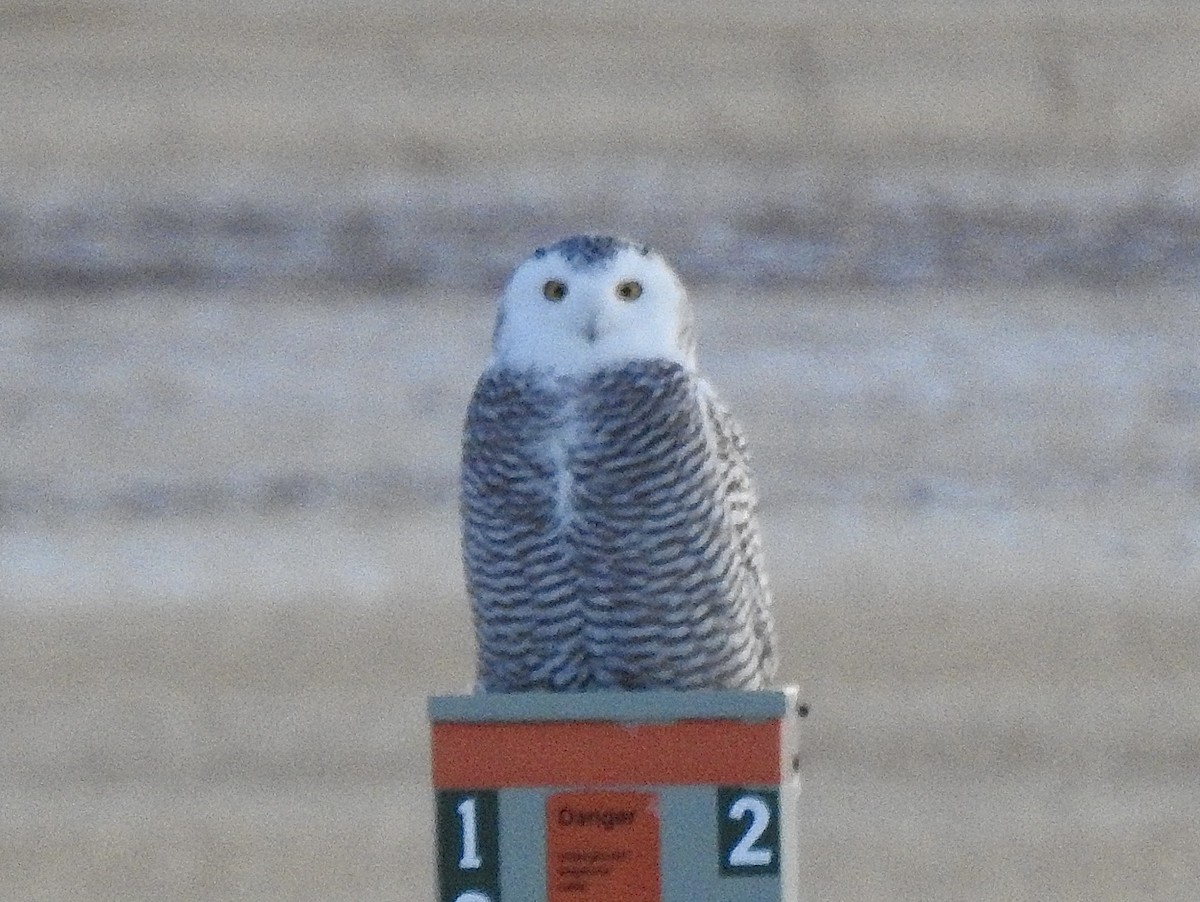 Snowy Owl - ML646502491