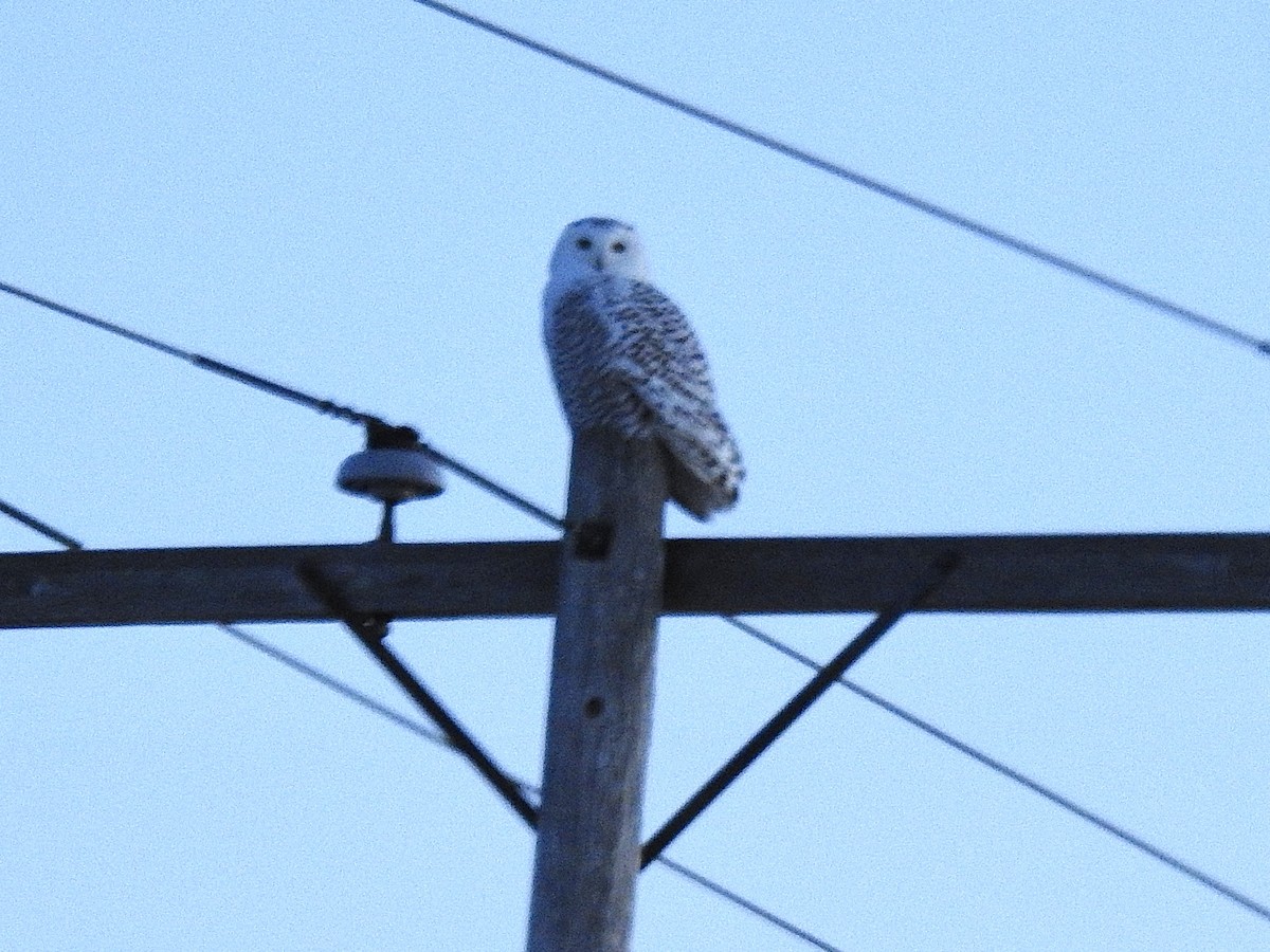 Snowy Owl - ML646502492