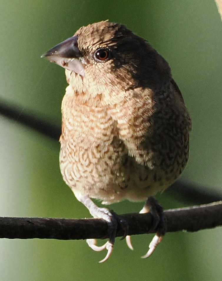 Scaly-breasted Munia - ML646502493