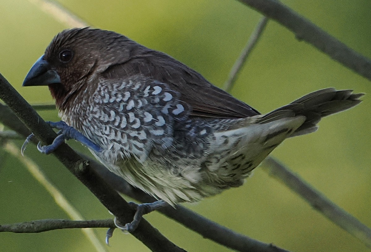 Scaly-breasted Munia - ML646502494
