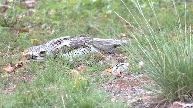 Bush Thick-knee - ML646502495