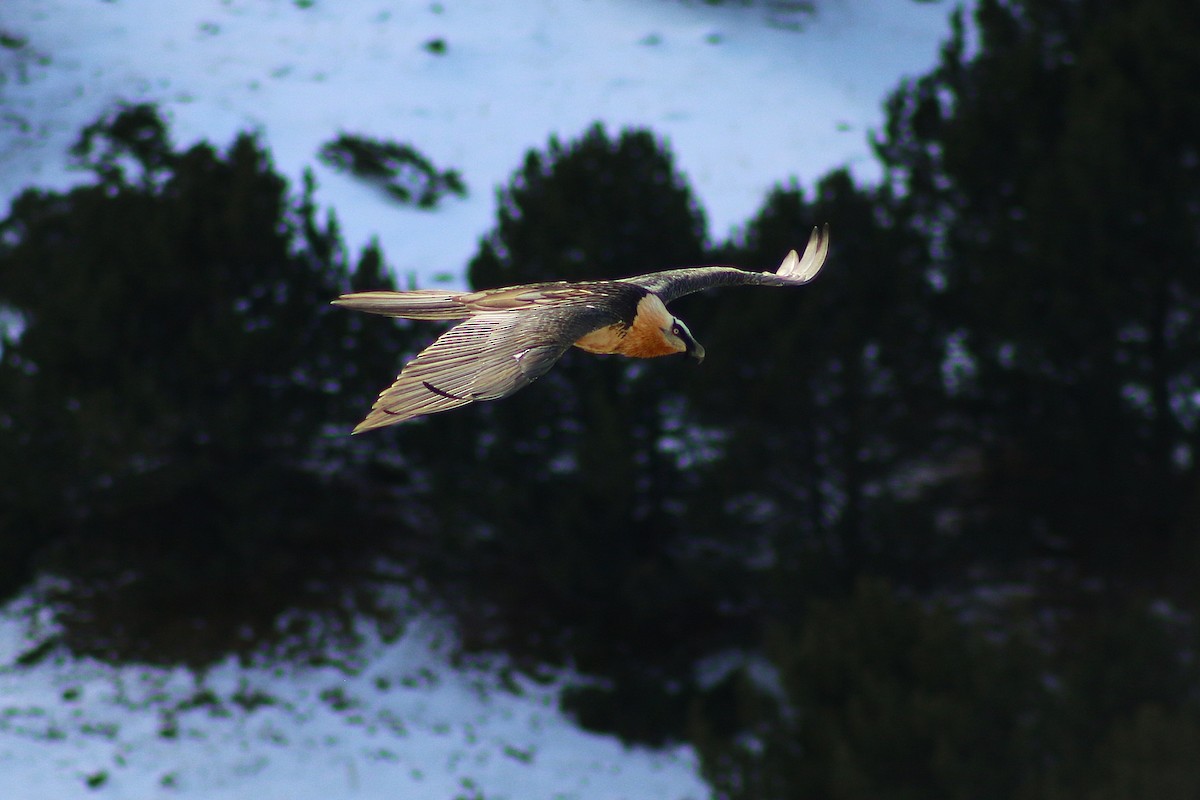 Bearded Vulture - ML646502496