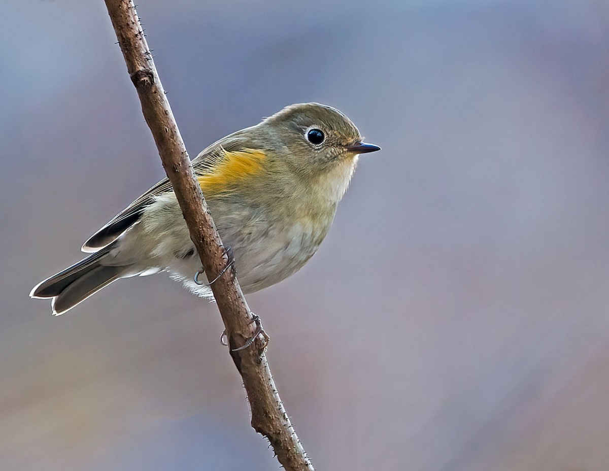 Red-flanked Bluetail - ML646502497