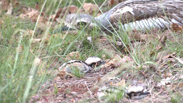 Bush Thick-knee - ML646502498