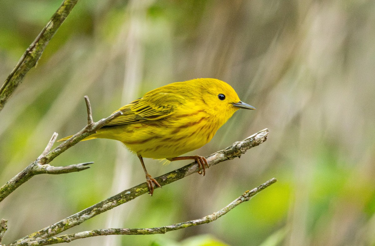 Northern Yellow Warbler - ML646502499