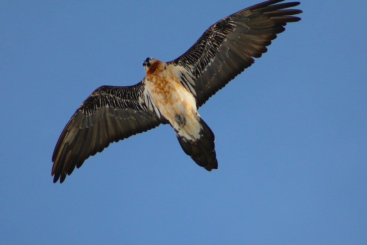 Bearded Vulture - ML646502503