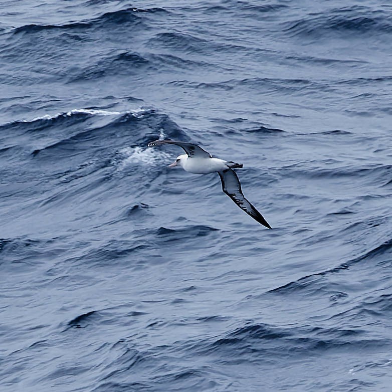 albatros laysanský - ML646502504