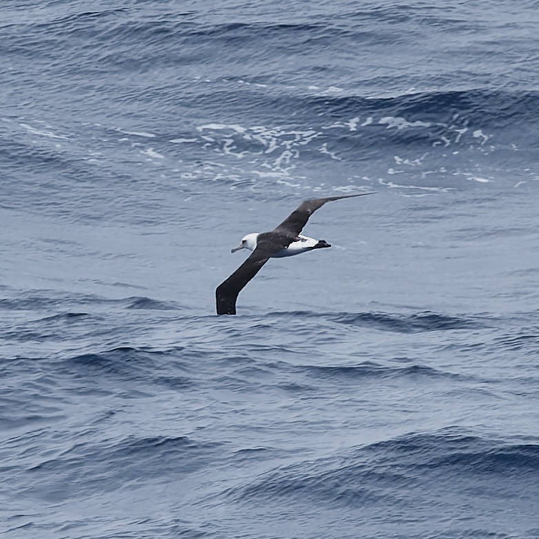 albatros laysanský - ML646502505