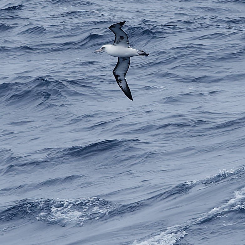 albatros laysanský - ML646502507