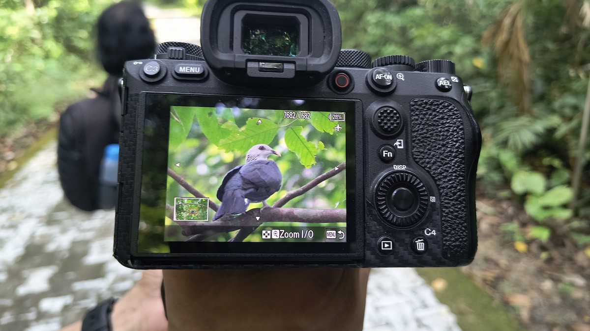 Andaman Wood-Pigeon - ML646502509