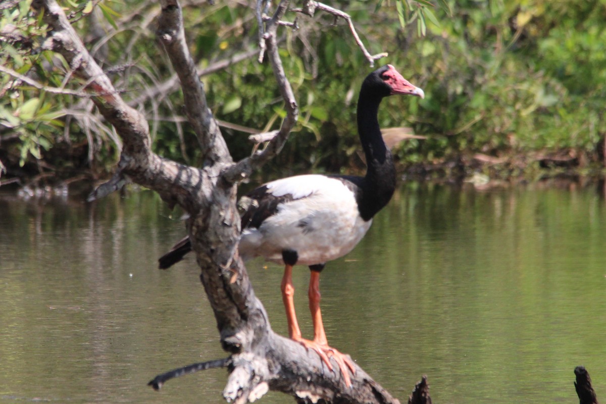 Ganso Urraca - ML646502510