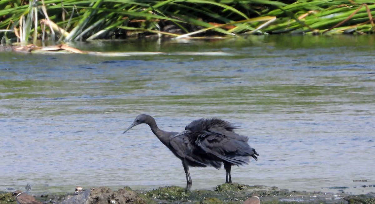 Black Heron - ML646502513