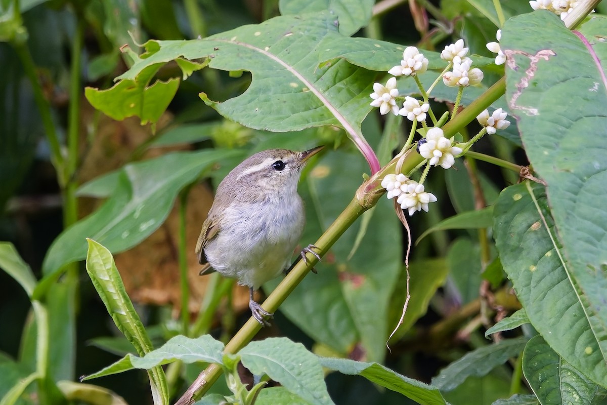 暗綠柳鶯 - ML646502514