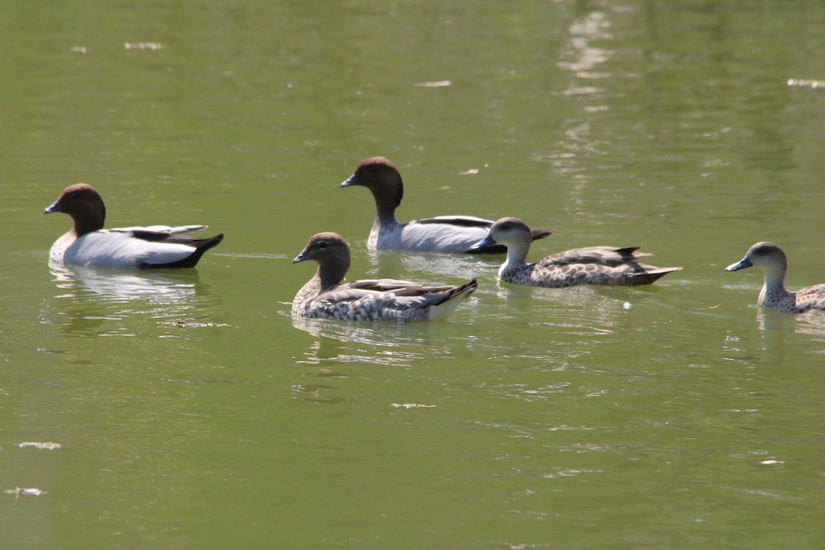 Pato de Crin - ML646502517