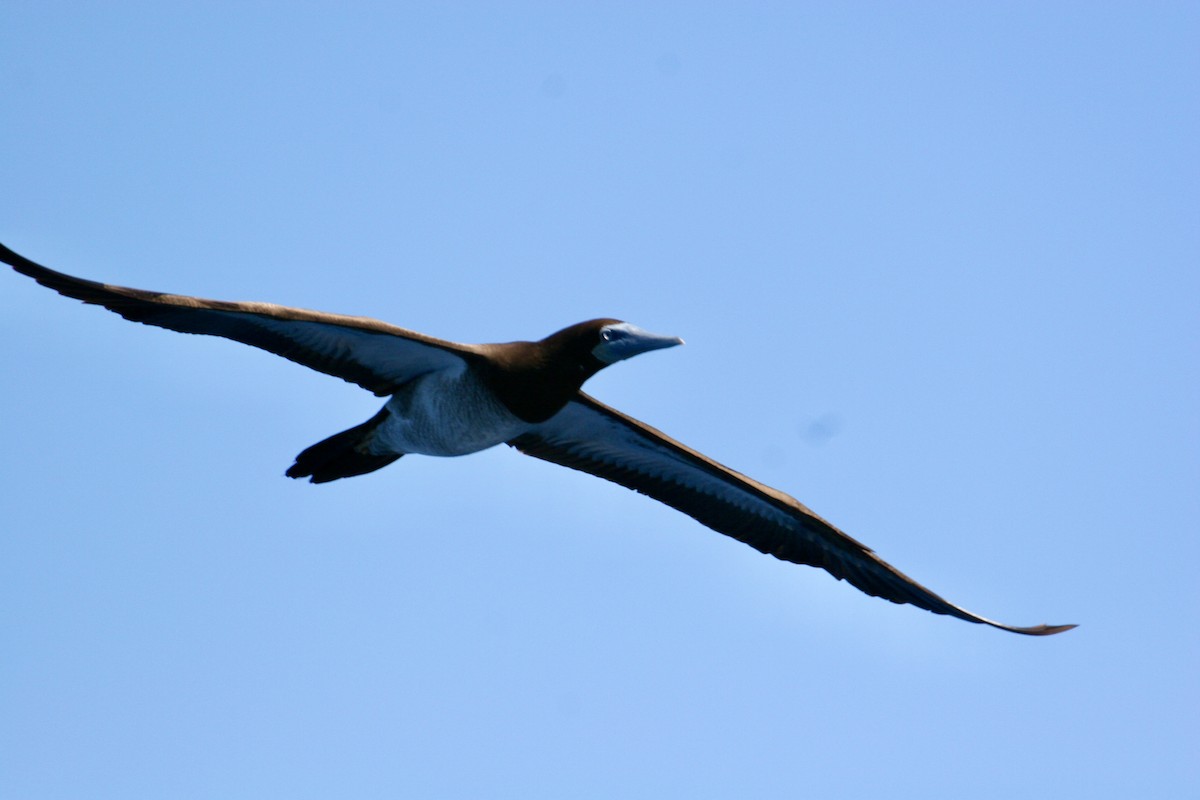 Brown Booby - ML646502518