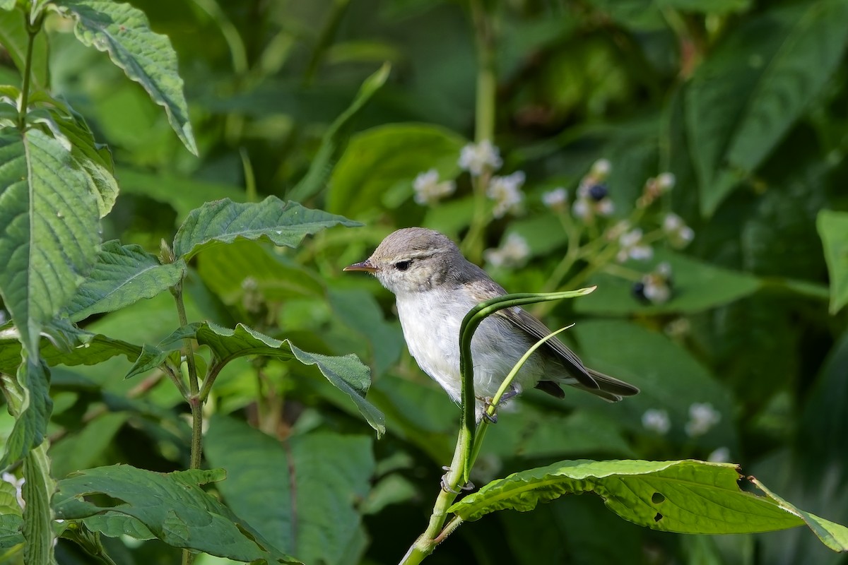 暗綠柳鶯 - ML646502519