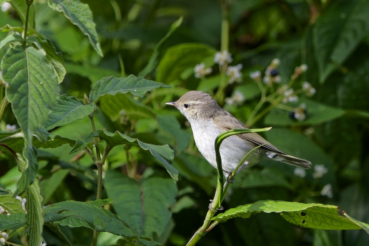 暗綠柳鶯 - ML646502520