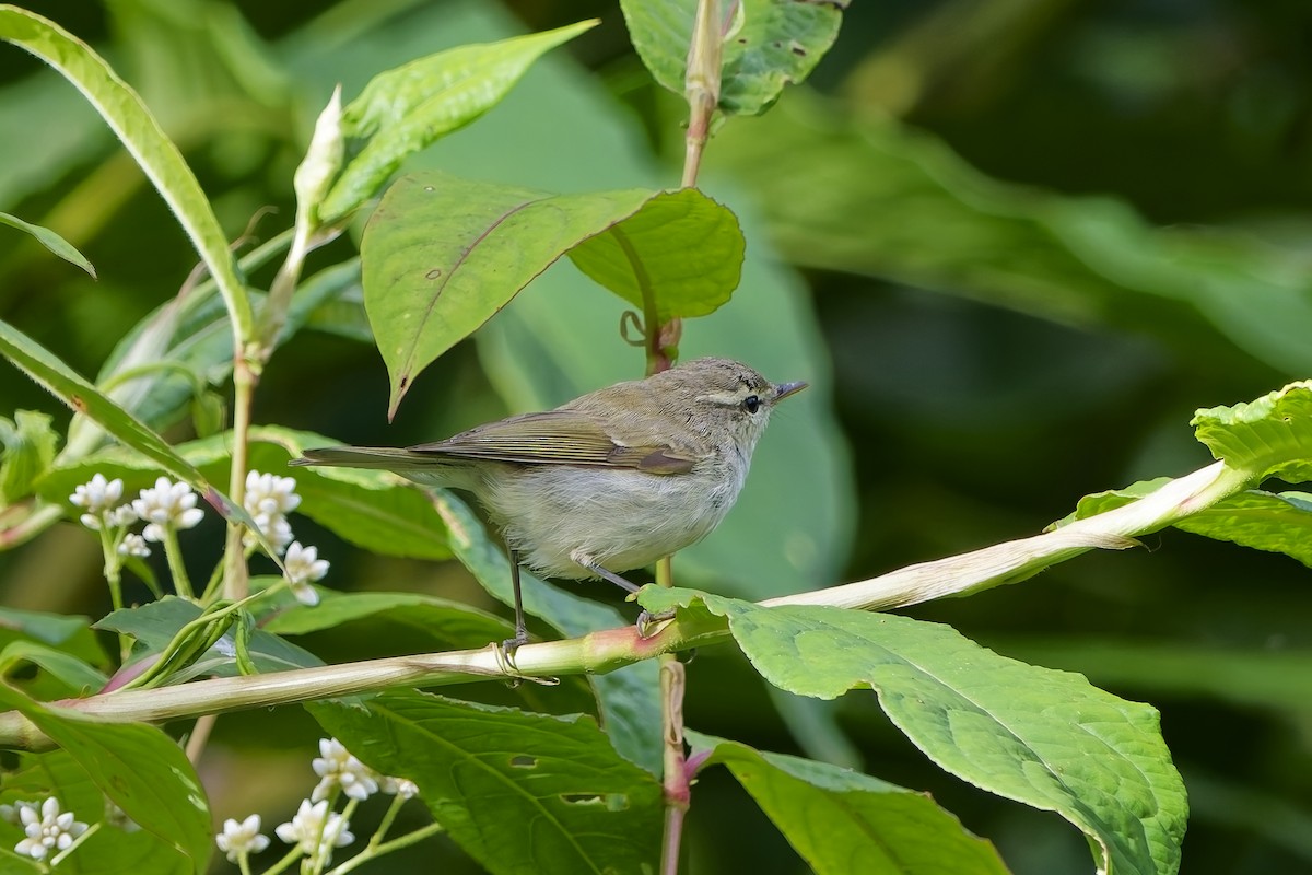 暗綠柳鶯 - ML646502521