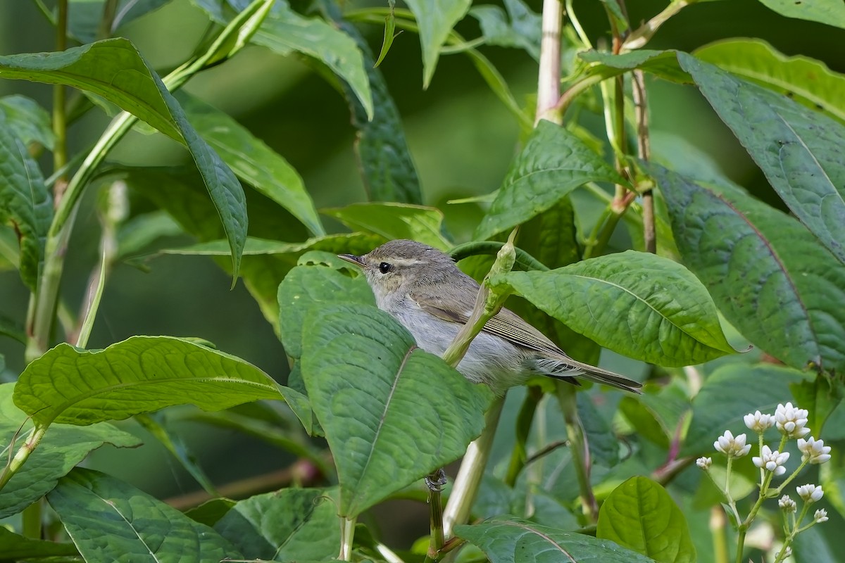 暗綠柳鶯 - ML646502522