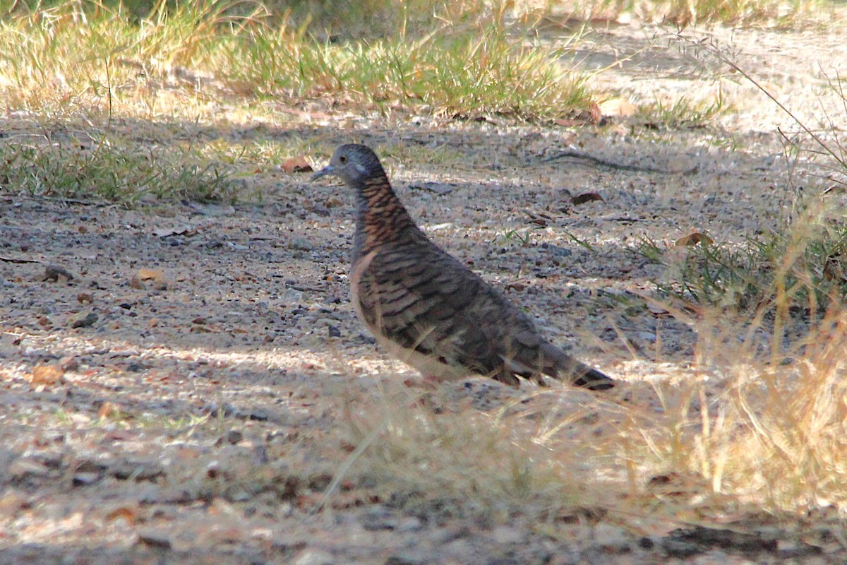 Tortolita Humeral - ML646502532