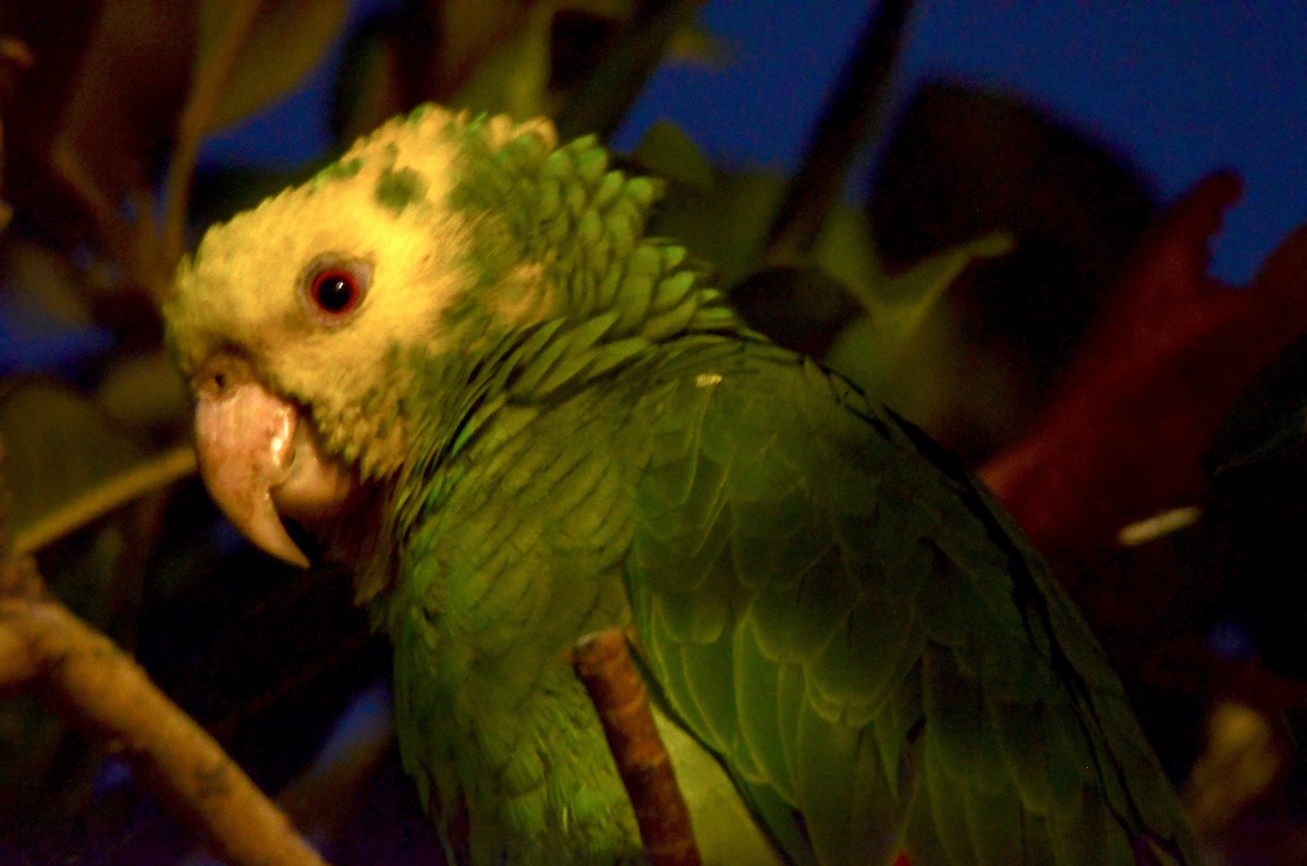 Yellow-headed Amazon - ML646502533