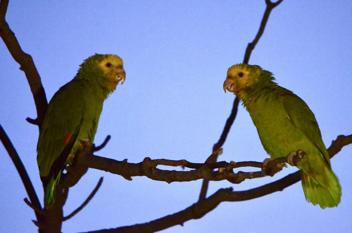 Yellow-headed Amazon - ML646502534
