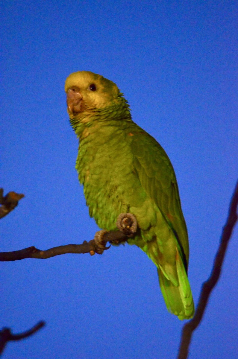 Yellow-headed Amazon - ML646502535