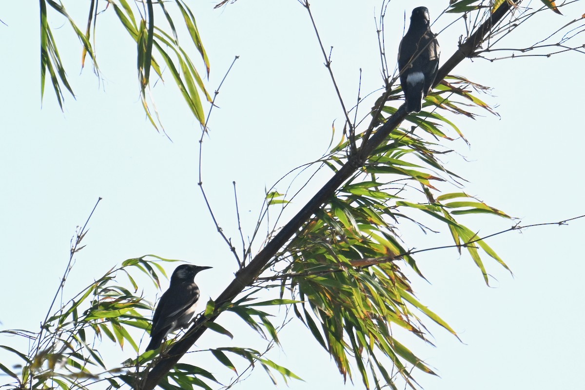 White-cheeked Starling - ML646502536